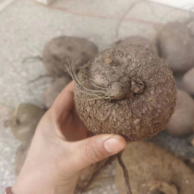 山乌龟金不换地不容千金藤招财万年青盆栽庭院植物整个多头高