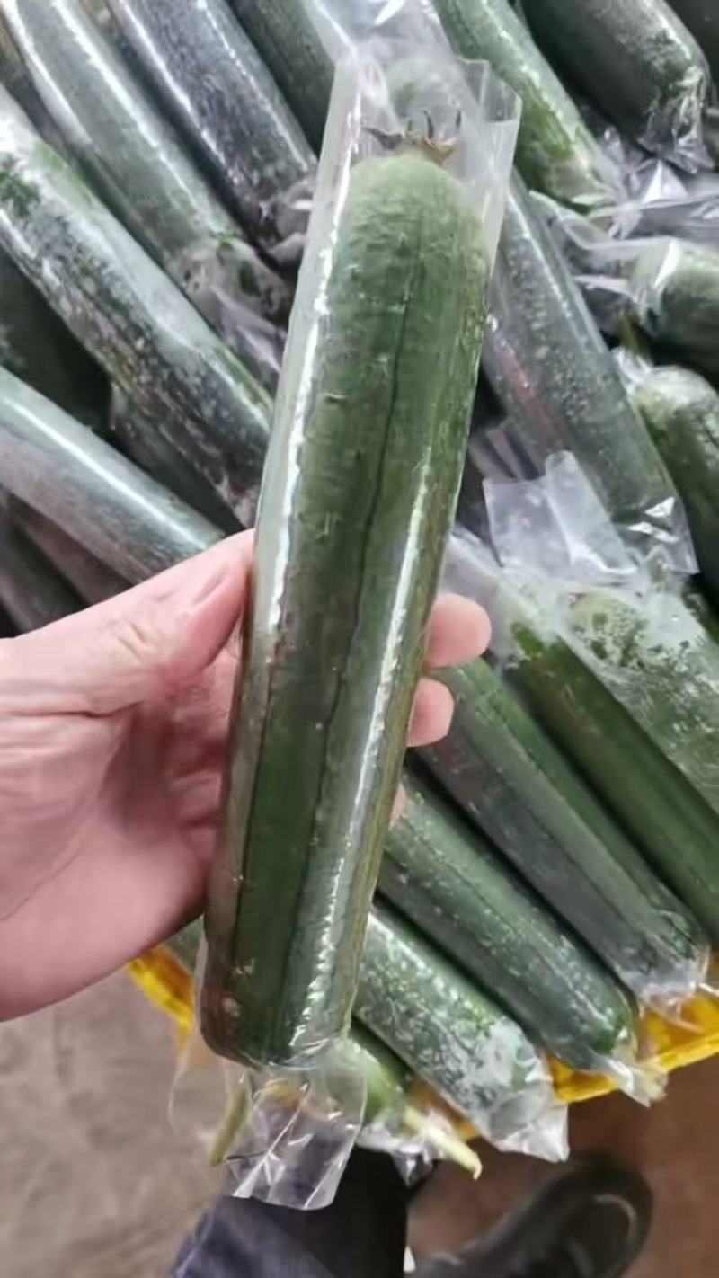 丝瓜种子瓜满楼短棒肉丝瓜翠绿顺直挂果多连续结瓜不死棵