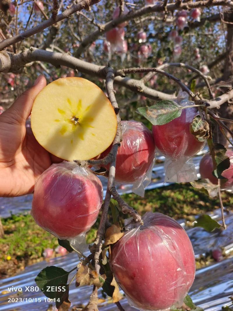 苹果山西膜袋苹果大量上市产地直发品质保障量大优惠