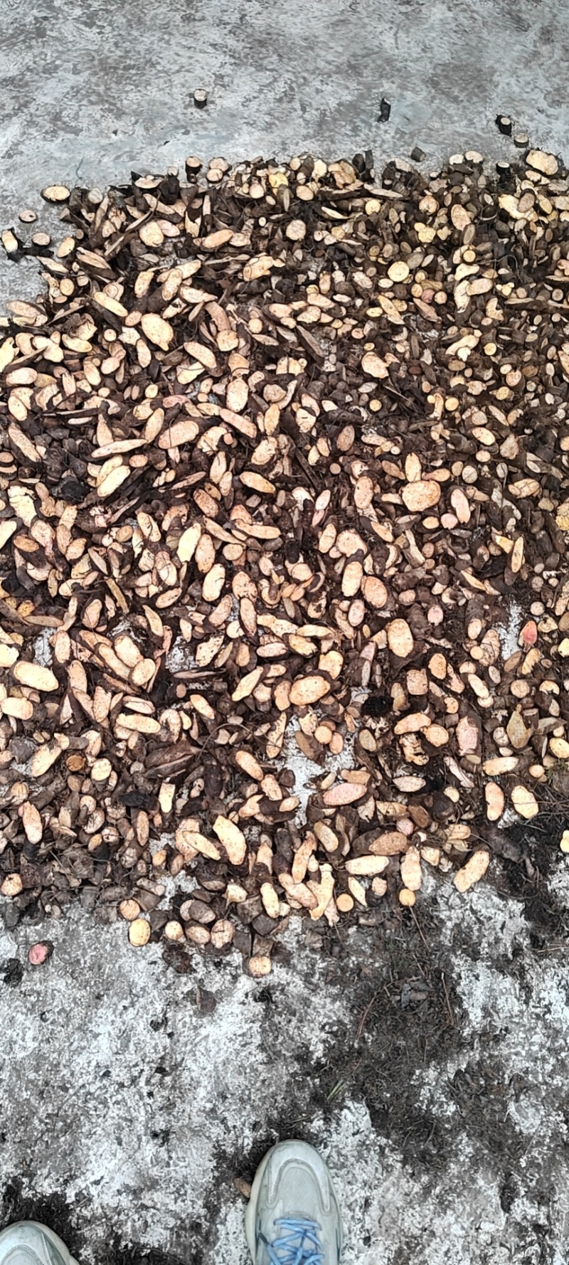 甘肃省陇南市野生黄药子切片货
