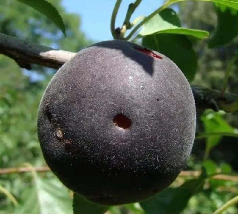 新品种德国黑杏四月下旬成熟稀有品种杏树苗子