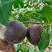 新品种德国黑杏四月下旬成熟稀有品种杏树苗子