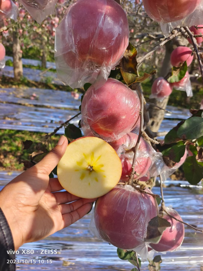 苹果山西膜袋苹果大量上市产地直发品质保障量大优惠