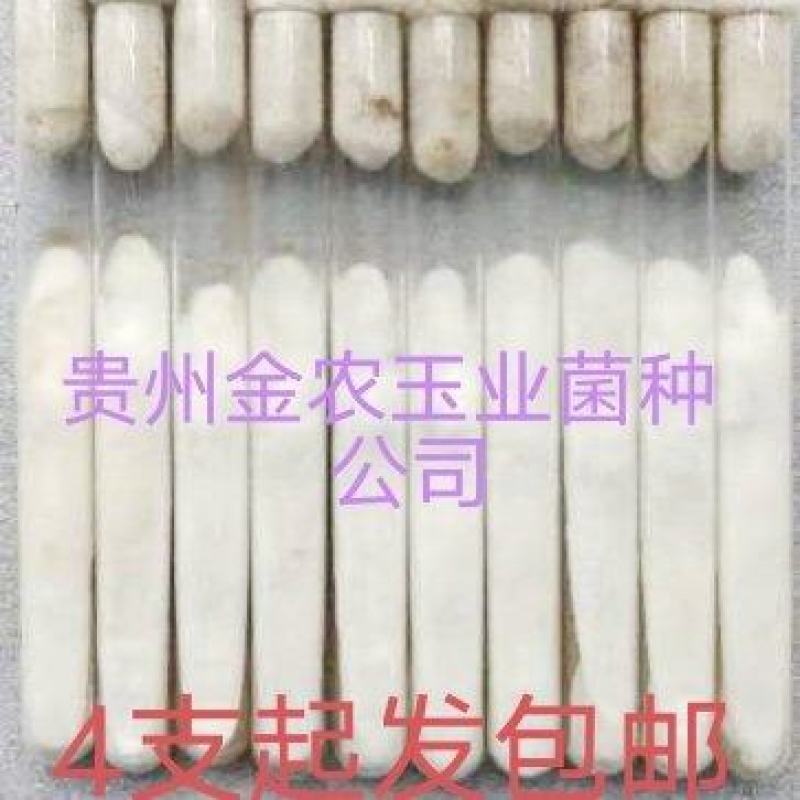 贵州金农玉业食用菌研究所纯一代母种平菇菌种母种试管种