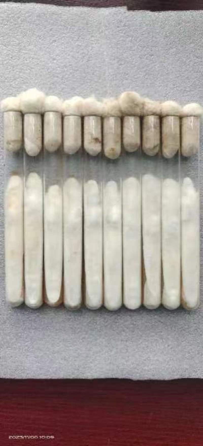 贵州金农玉业食用菌研究所纯一代母种平菇菌种母种试管种