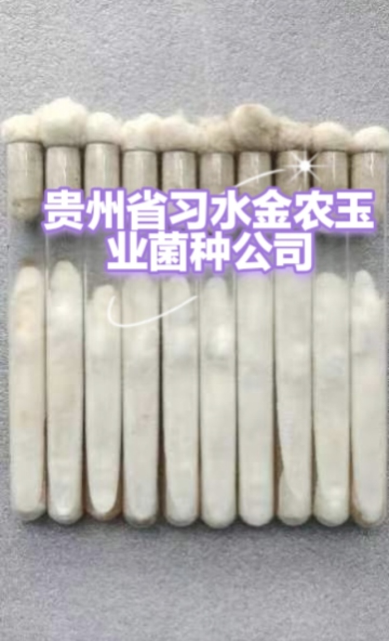 贵州金农玉业食用菌研究所纯一代母种平菇菌种母种试管种