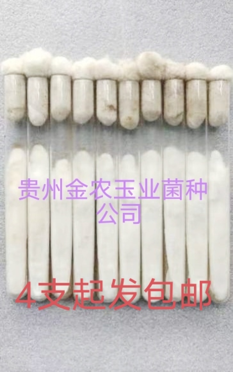 贵州金农玉业食用菌研究所纯一代母种平菇菌种母种试管种