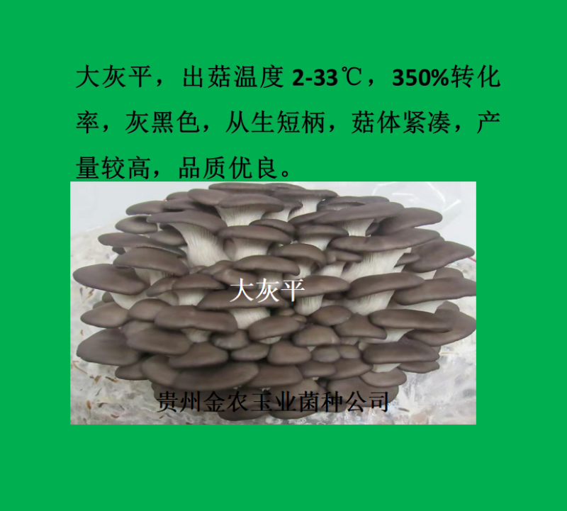 贵州金农玉业食用菌研究所纯一代母种平菇菌种母种试管种