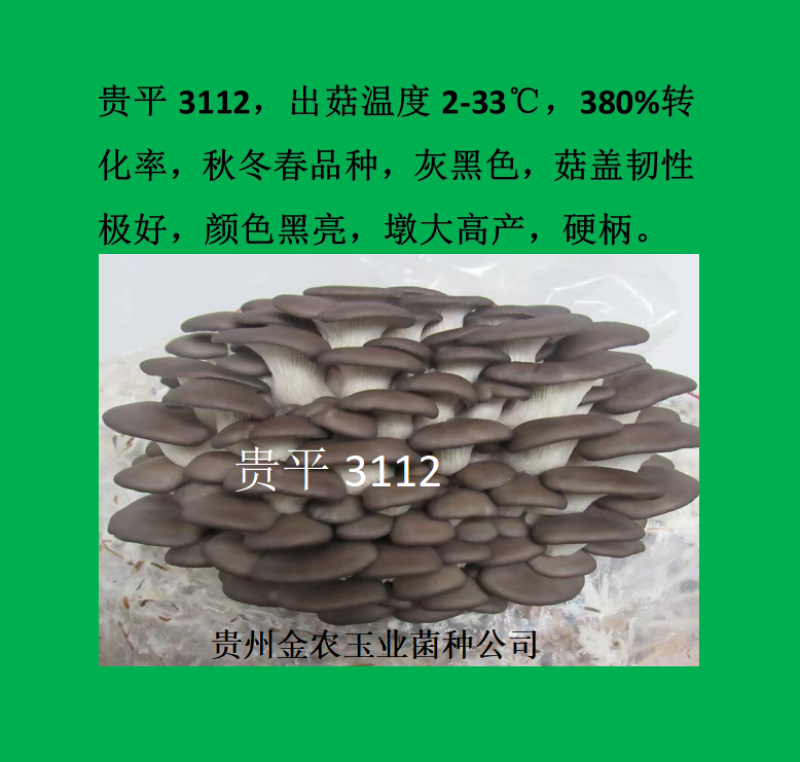 贵州金农玉业食用菌研究所纯一代母种平菇菌种母种试管种
