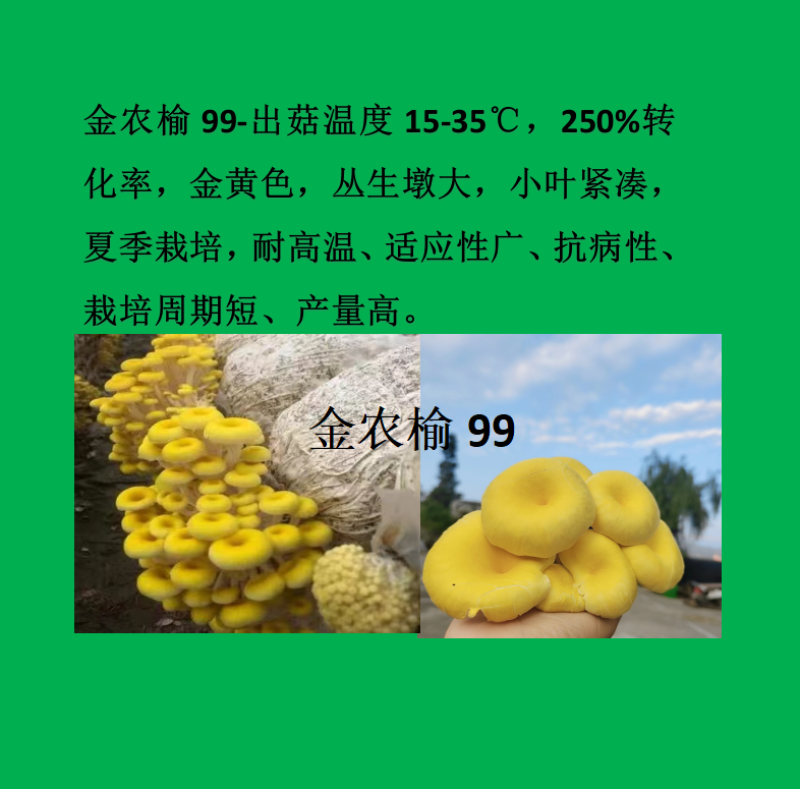 贵州金农玉业食用菌研究所纯一代母种平菇菌种母种试管种