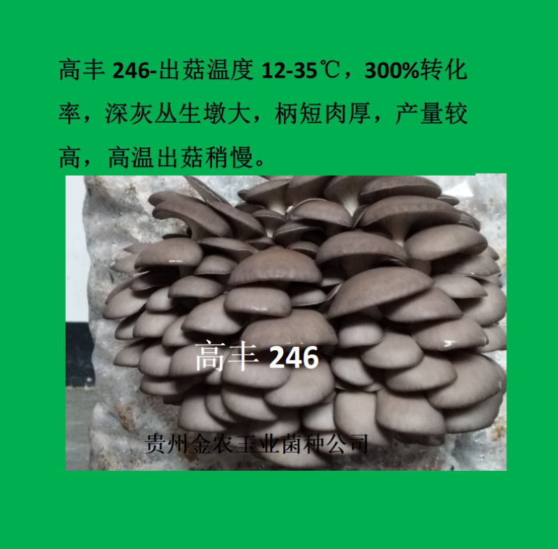 贵州金农玉业食用菌研究所纯一代母种平菇菌种母种试管种