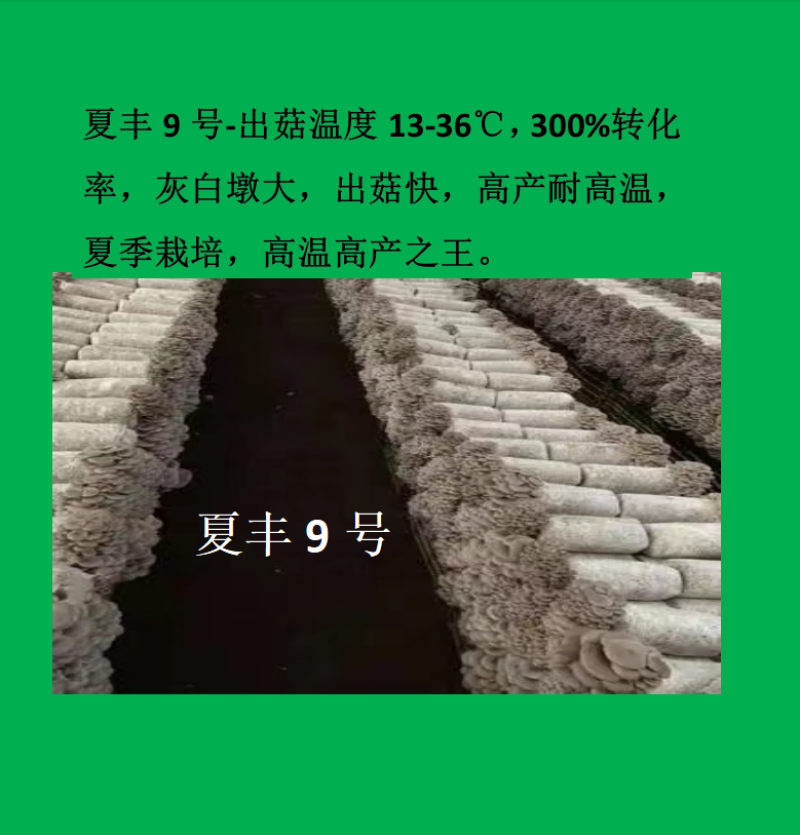 贵州金农玉业食用菌研究所纯一代母种平菇菌种母种试管种