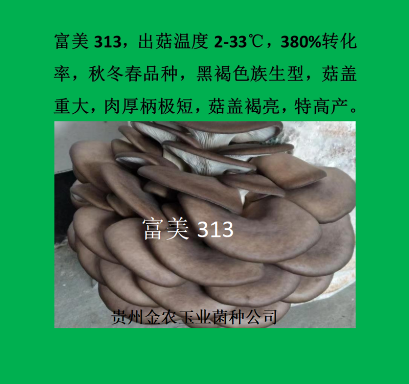 贵州金农玉业食用菌研究所纯一代母种平菇菌种母种试管种