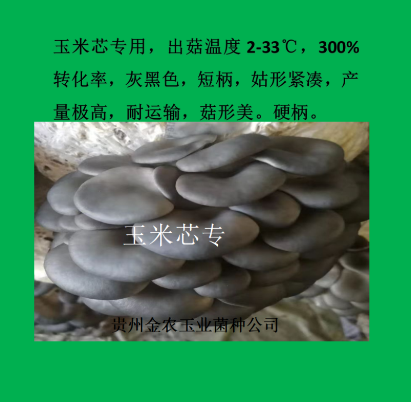 贵州金农玉业食用菌研究所纯一代母种平菇菌种母种试管种