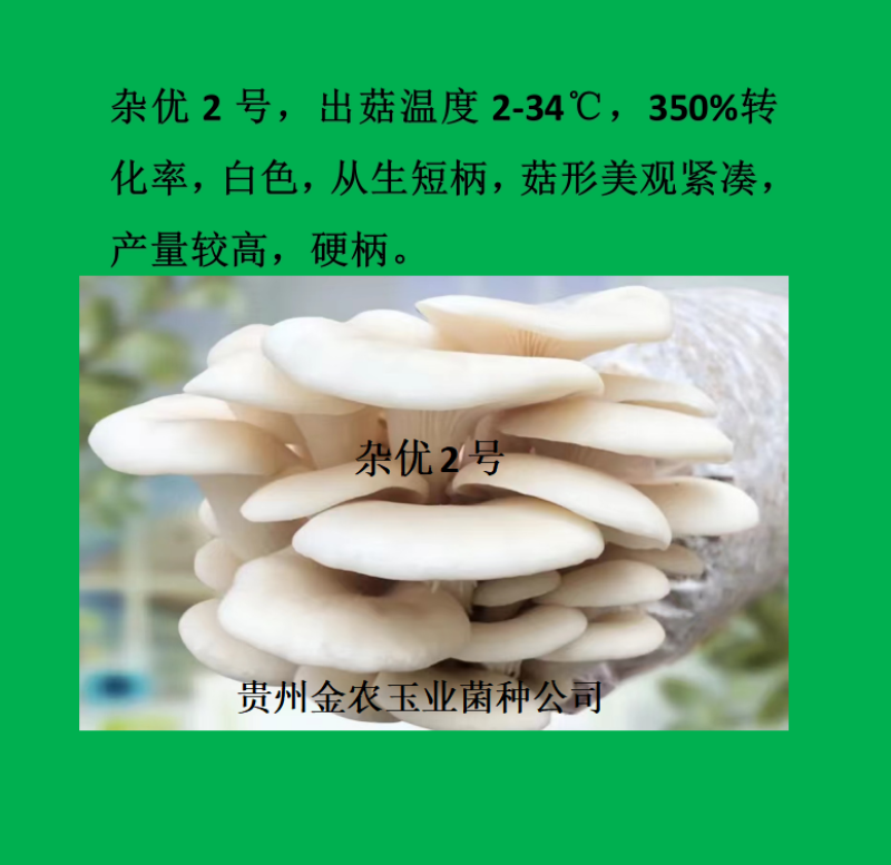 贵州金农玉业食用菌研究所纯一代母种平菇菌种母种试管种