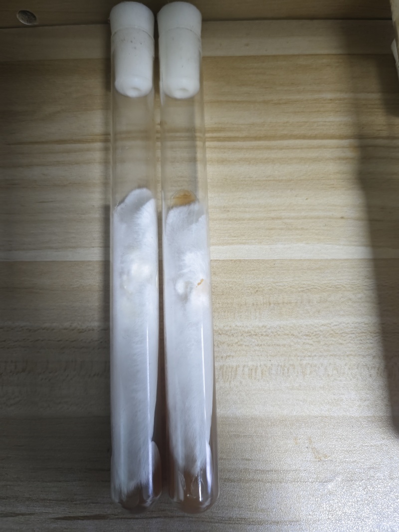 贵州金农玉业食用菌研究所纯一代母种平菇菌种母种试管种