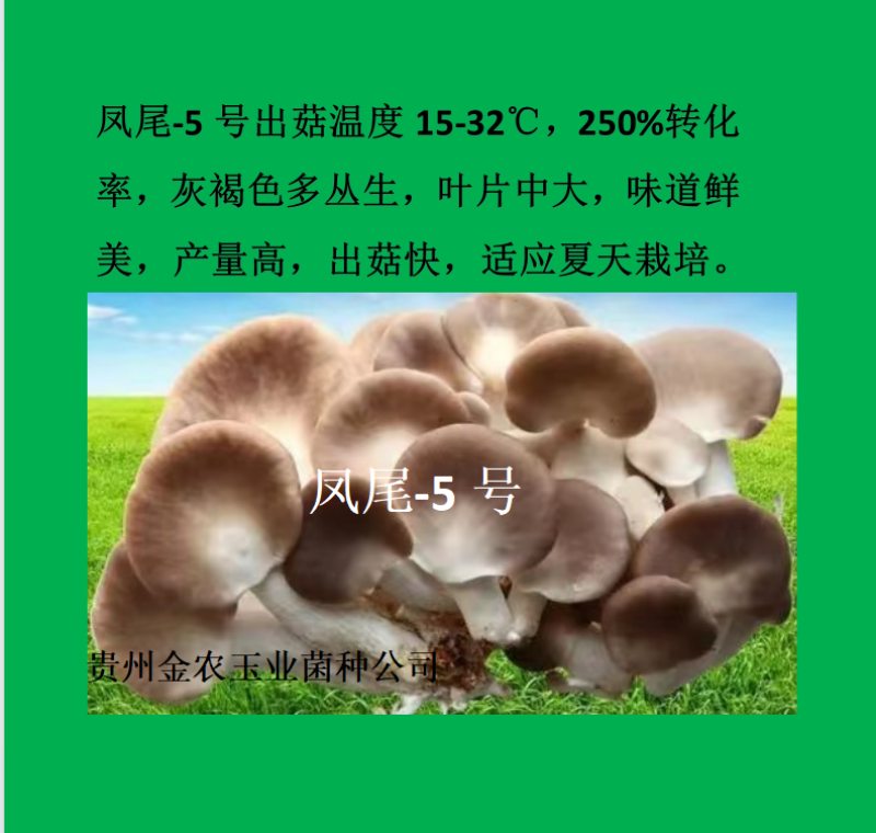贵州金农玉业食用菌研究所纯一代母种平菇菌种母种试管种