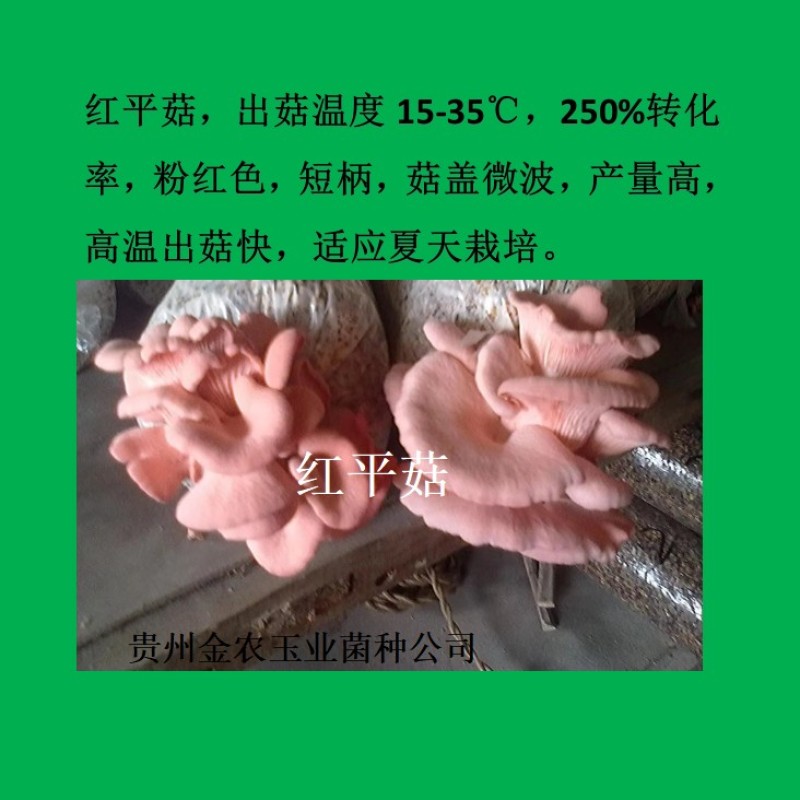 贵州金农玉业食用菌研究所纯一代母种平菇菌种母种试管种
