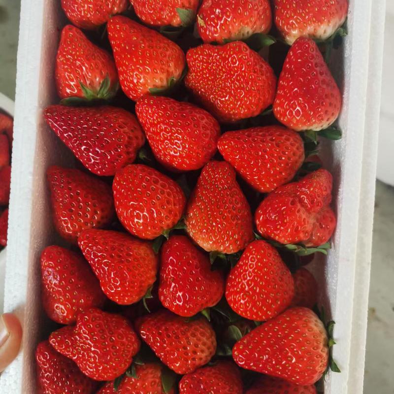 红颜草莓安徽草莓自家基地一手货源全国发货价格便宜