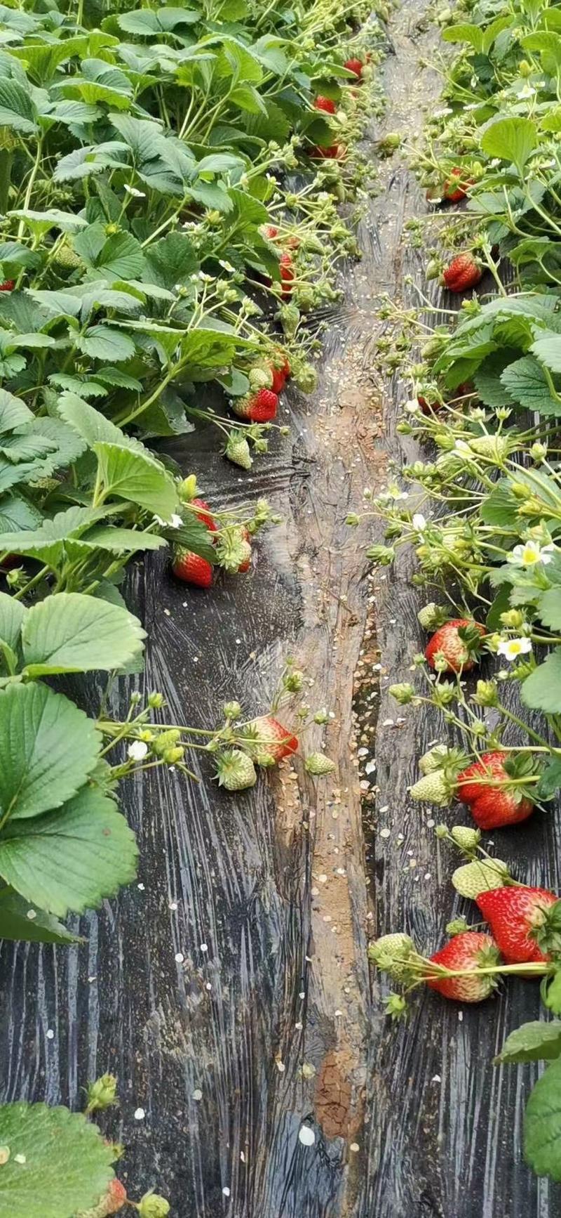 红颜草莓安徽草莓自家基地一手货源全国发货价格便宜