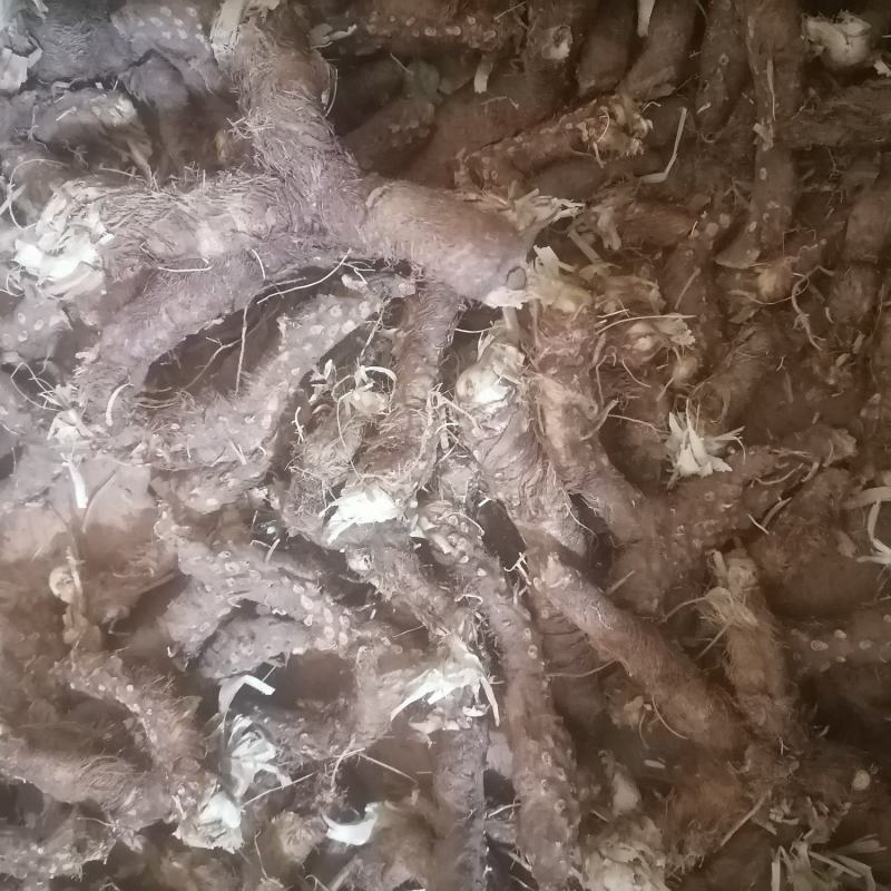 知母片知母知母新片知母个子毛知母