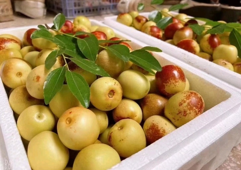 陕西冬枣大荔冬枣品质一件代发对接社区美团现货供应