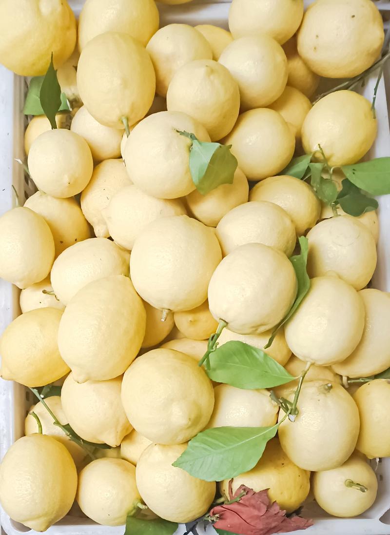 安岳柠檬基地直发中果品质保证量大从优货源充足多汁大小均匀