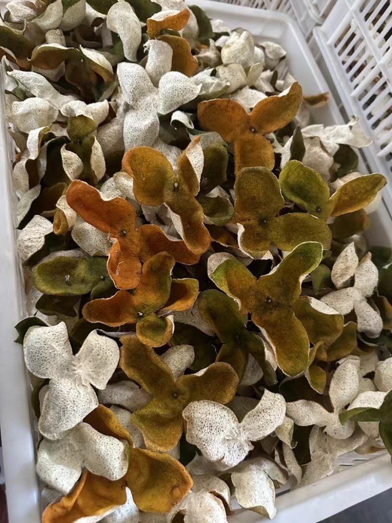 江门陈皮