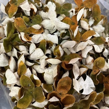 江门陈皮