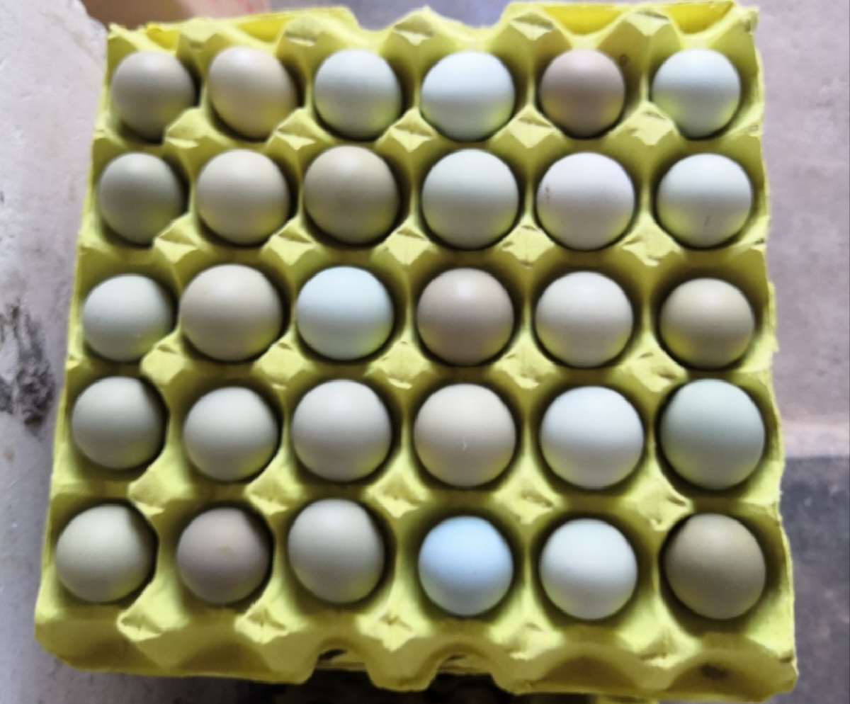 绿壳鸡蛋特写