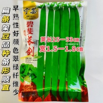 碧斐长剑四季豆种子肩条架豆种子早熟性好颜色翠绿纤维少