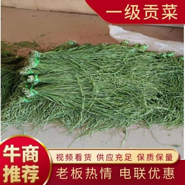 一级贡菜干加工基地直发一手货源批发品质保证价格美丽