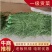 一级贡菜干加工基地直发一手货源批发品质保证价格美丽