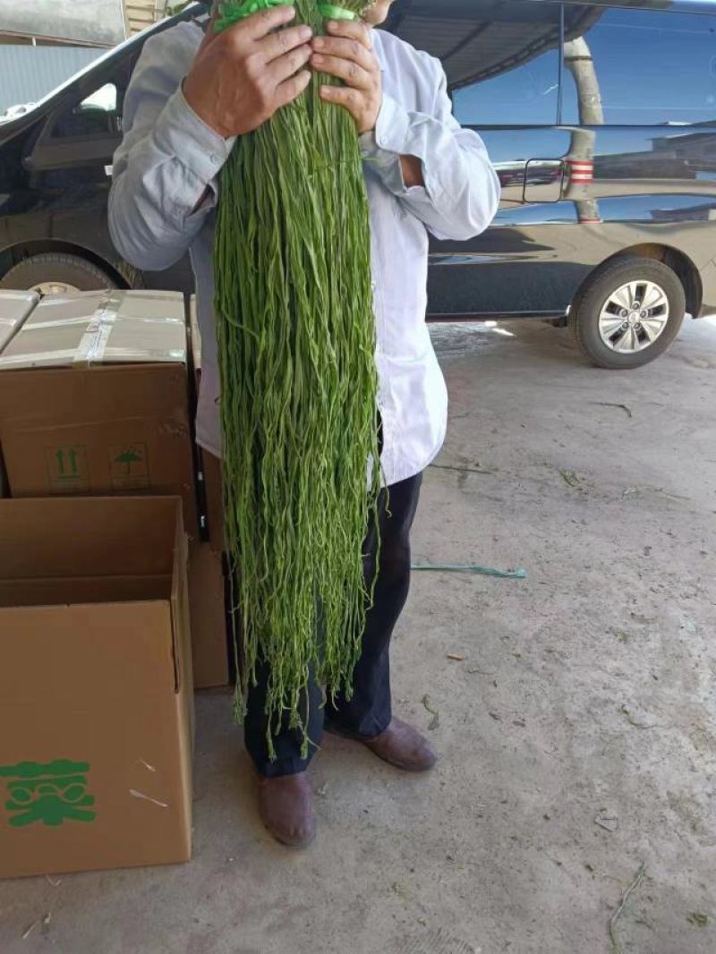 一级贡菜干加工基地直发一手货源批发品质保证价格美丽