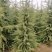 雪松雪松苗基地直发品质保障1-1.8米大量有货