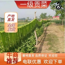 ，精品优质贡菜干，加工基地直发，可发全国！