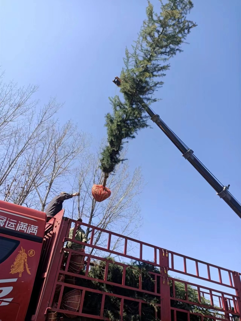 雪松雪松苗基地直发品质保障1-1.8米大量有货