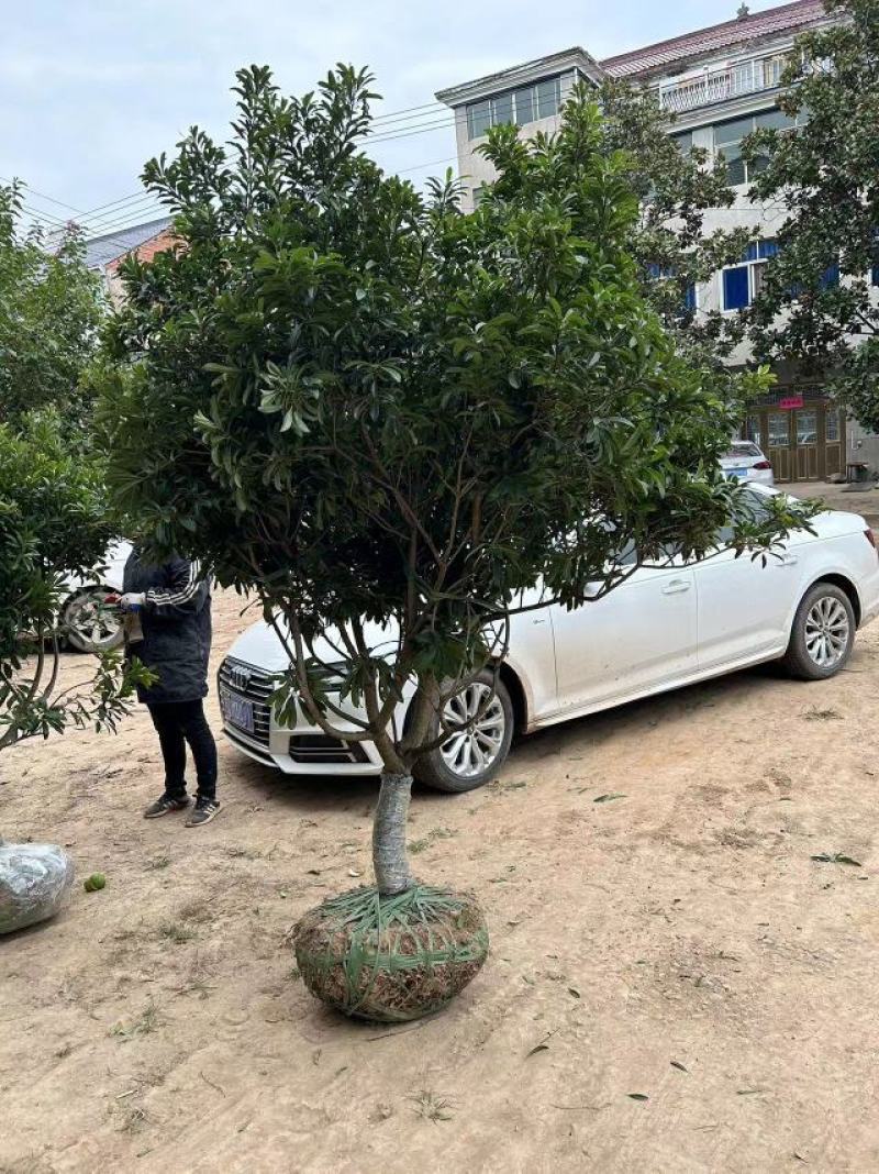 金华杨梅树苗基地供应价格优惠全国可发货欢迎来电