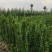 北海道黄杨黄杨基地品质保障售后到位产地发货欢迎咨询