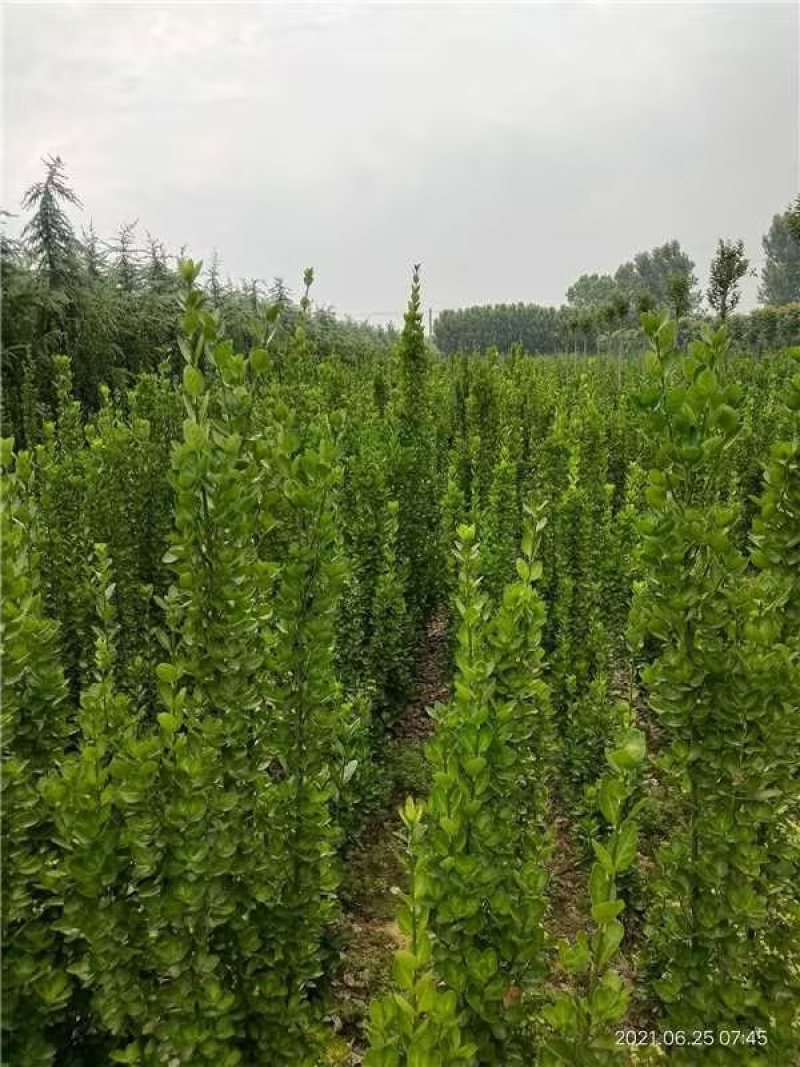 北海道黄杨黄杨基地品质保障售后到位产地发货欢迎咨询