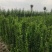 北海道黄杨黄杨基地品质保障售后到位产地发货欢迎咨询