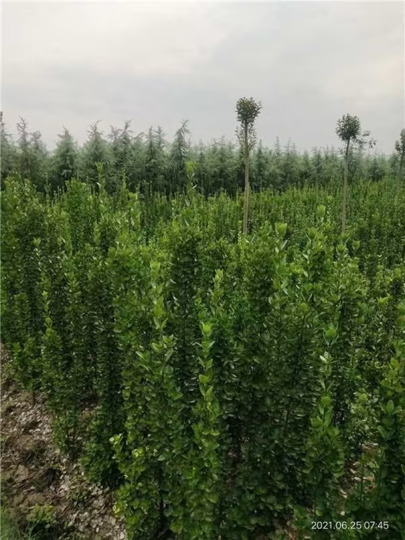 北海道黄杨黄杨基地品质保障售后到位产地发货欢迎咨询