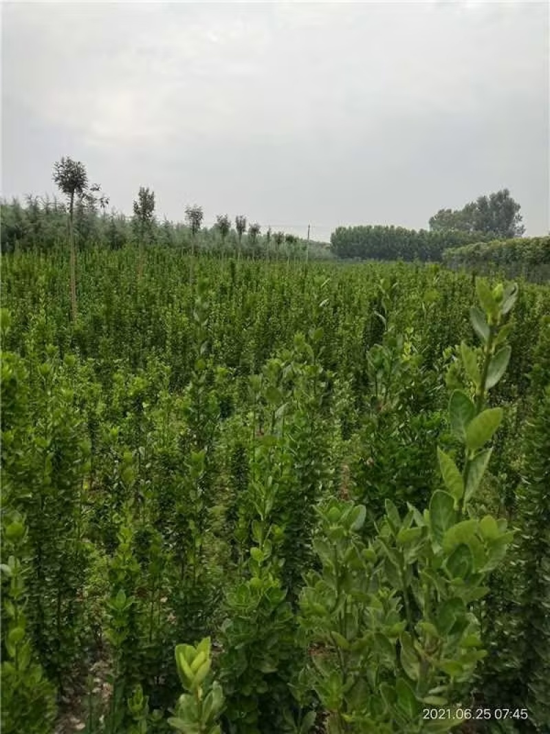 北海道黄杨黄杨基地品质保障售后到位产地发货欢迎咨询