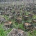 太秋甜柿柿子树苗量大价优对接大型批发欢迎来电咨询