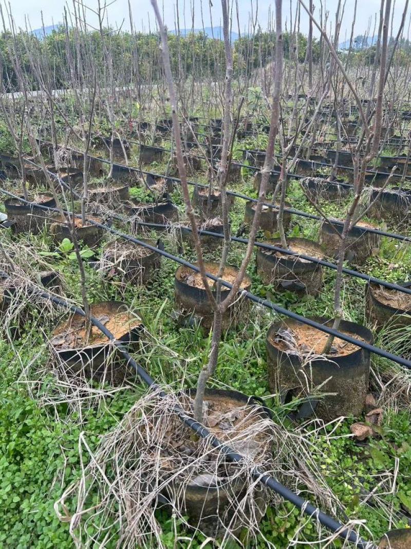 太秋甜柿柿子树苗量大价优对接大型批发欢迎来电咨询