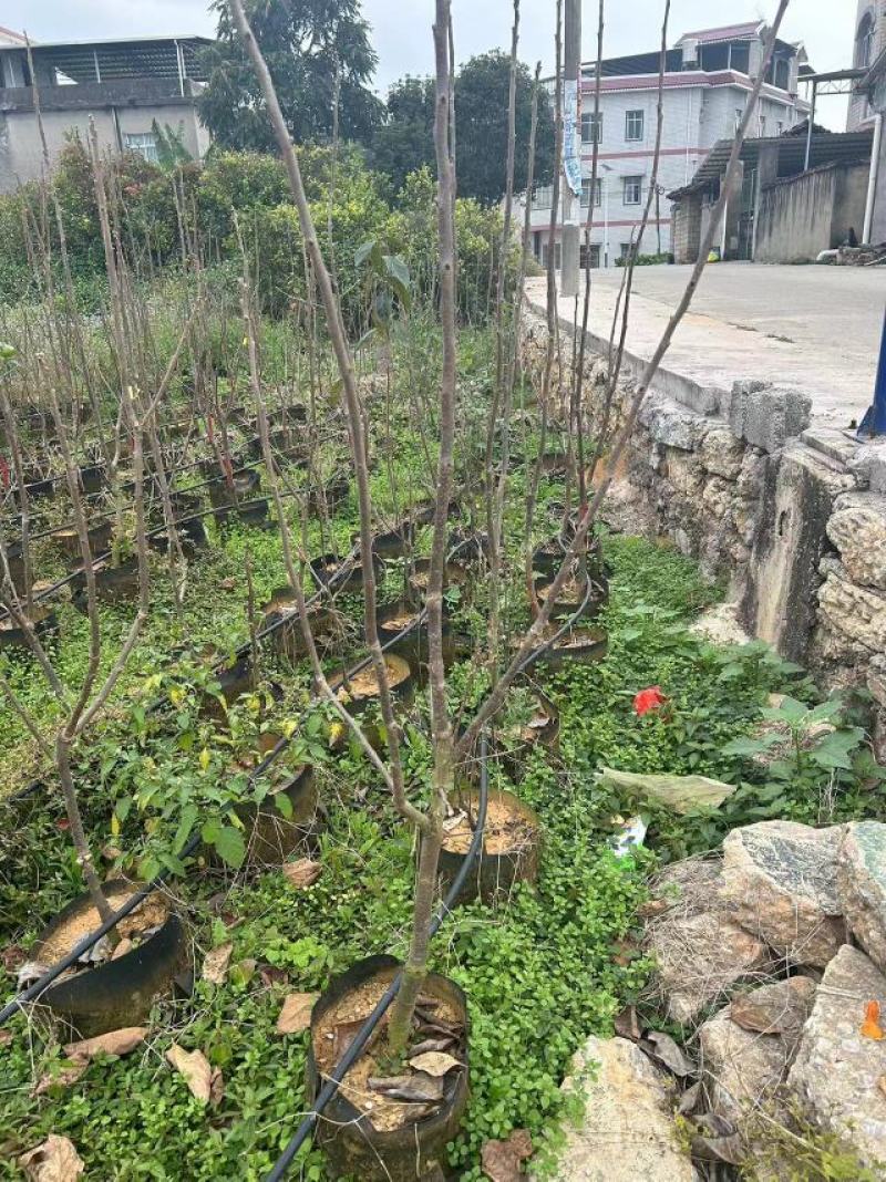 太秋甜柿柿子树苗量大价优对接大型批发欢迎来电咨询