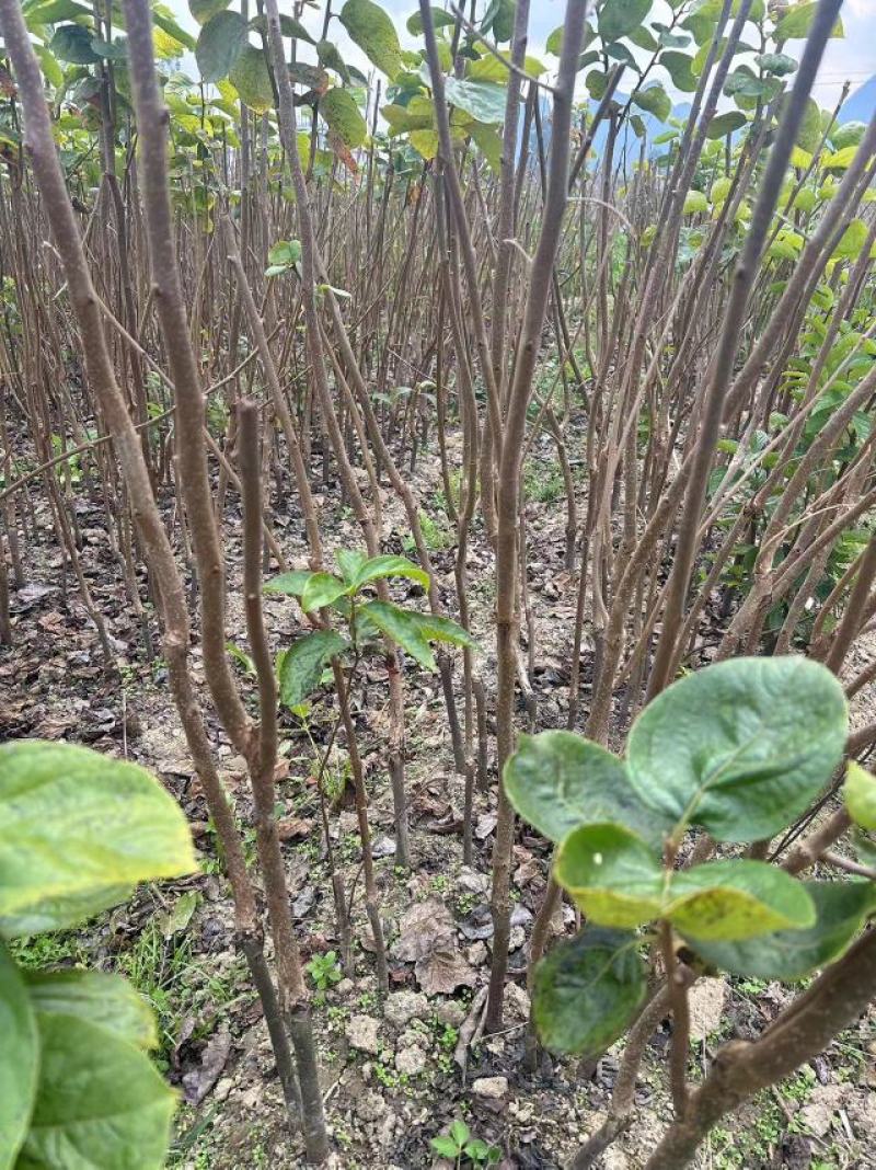太秋甜柿柿子树苗量大价优对接大型批发欢迎来电咨询