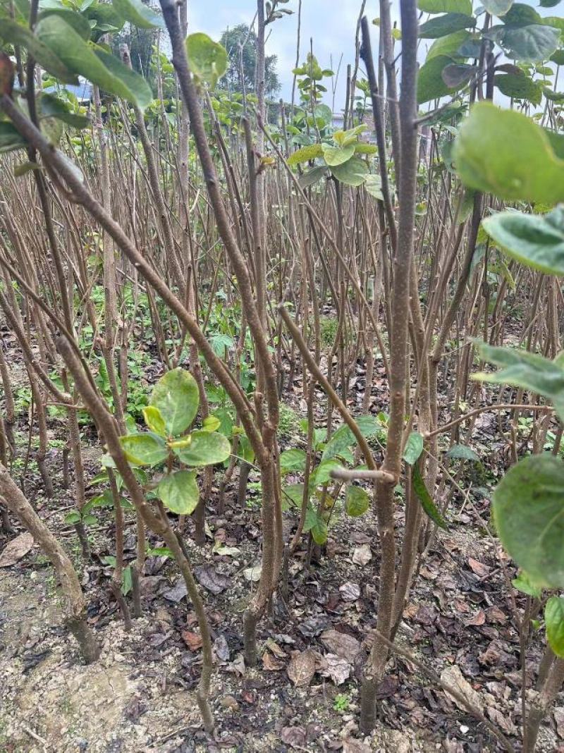 太秋甜柿柿子树苗量大价优对接大型批发欢迎来电咨询