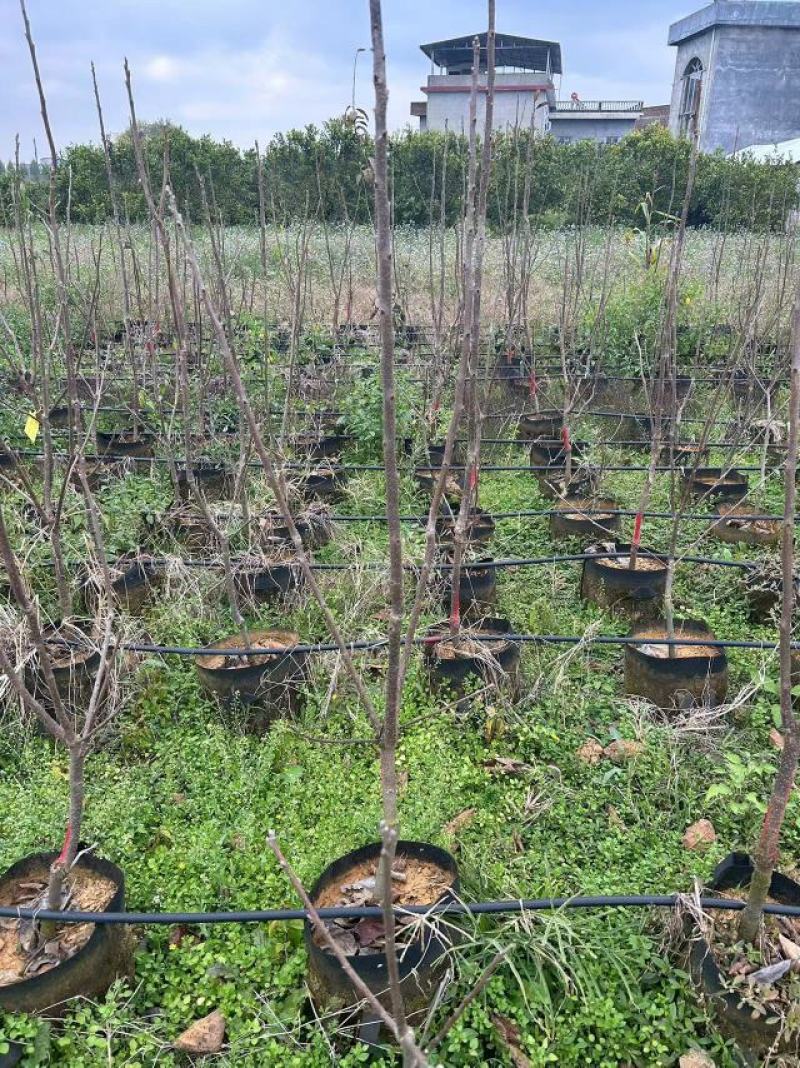 太秋甜柿柿子树苗量大价优对接大型批发欢迎来电咨询