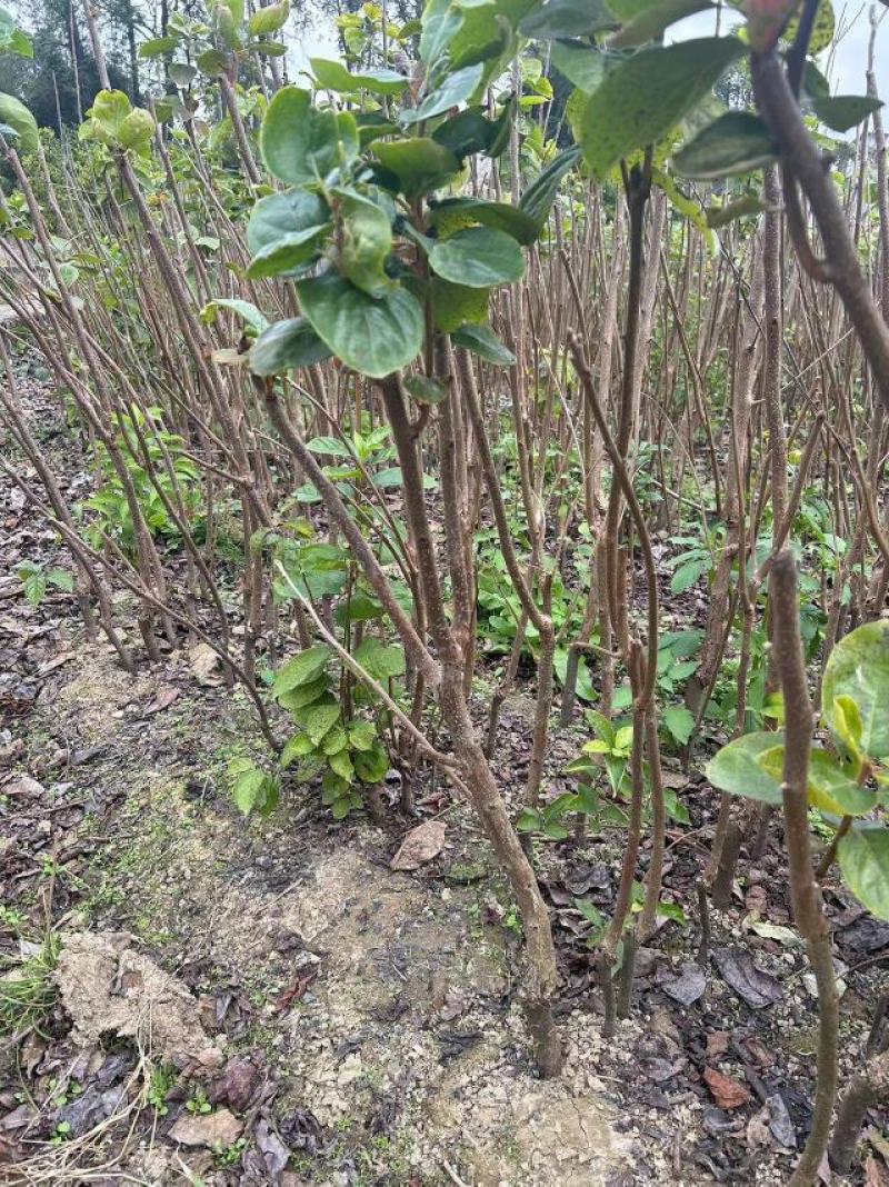 太秋甜柿柿子树苗量大价优对接大型批发欢迎来电咨询